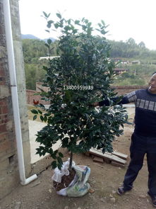 冠幅100厘米高度200厘米常綠花木價(jià)格行情與圖片介紹