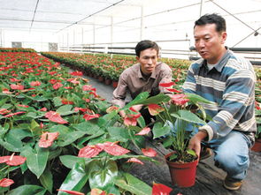 荷蘭高檔花卉與新移民在長(zhǎng)興泗安的苗木產(chǎn)業(yè)融合
