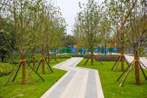 綠化上新煥生機(jī)，浐灞許你一路繁花與詩(shī)意