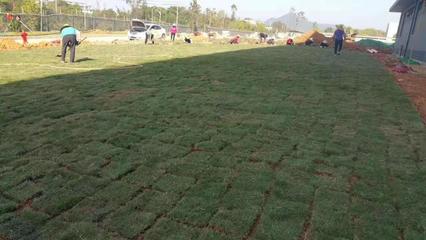 綠化工程全方位解析 從學校企業到園林施工與養護管理