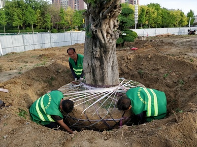 濰坊東風街北海路環島綠化苗木遷移完成，養護管理工程全面展開
