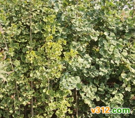 中國園林花木網 打造高品質銀杏綠化苗木供應與養護一體化服務體系